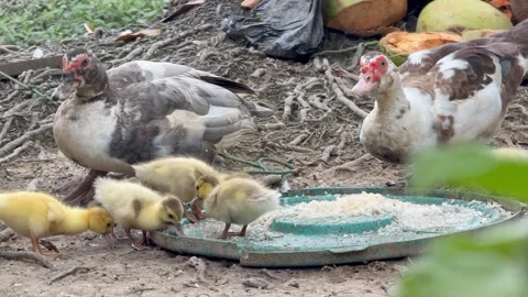 Ducks walking and Eating Feed on a farm rural life Stock Footage 296212664