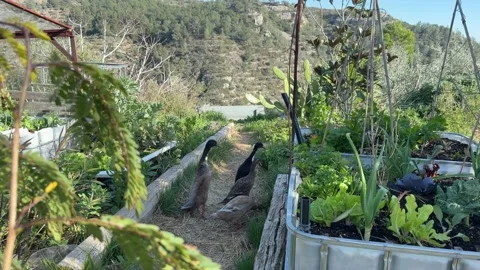 Ducks walking and eating at an off-grid homestead 스톡 동영상 329901014