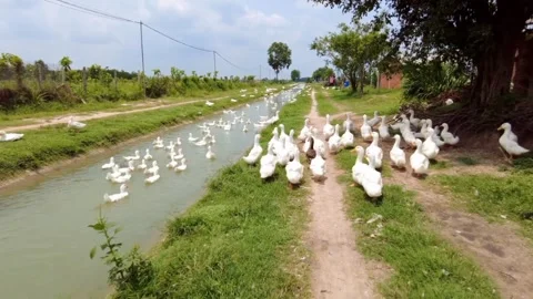 Ducks walking and exercising, help them be healthier Stockbeeldmateriaal 244451376