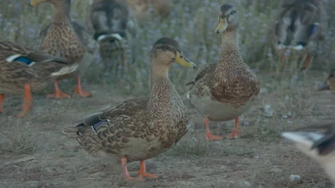 Ducks Walking Around Stock Footage 90149575