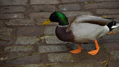 Ducks walking around Stock Footage 289467837