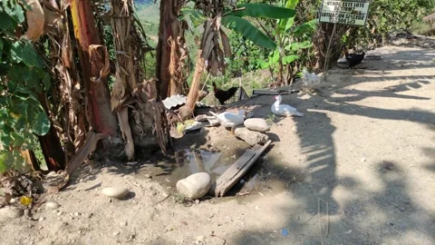 Ducks walking around in the rain forest Видео 281792210