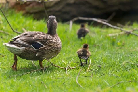Ducks walking away Foto stock