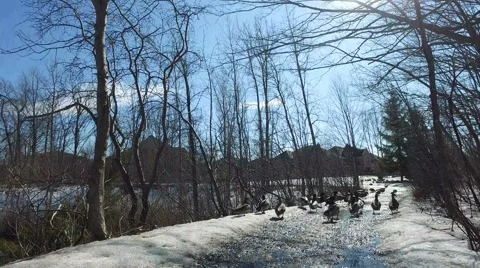 Ducks Walking Away - Smooth Steadicam  Stock Footage 62051873