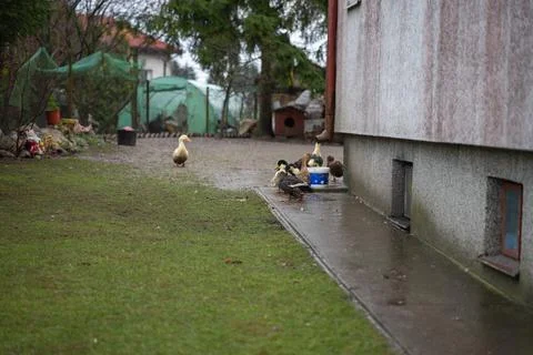 Ducks walking in the backyard Stock Photos