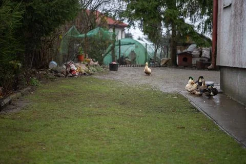 Ducks walking in the backyard Stock Photos