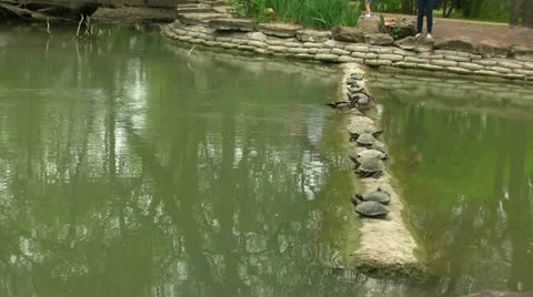 Ducks Walking Between Resting Turtles Video stock 22867177