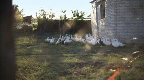 Ducks walking down poultry yard Stock Footage 49968145