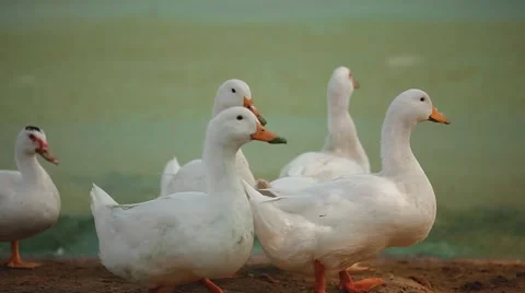 Ducks walking Stock Footage 41785417