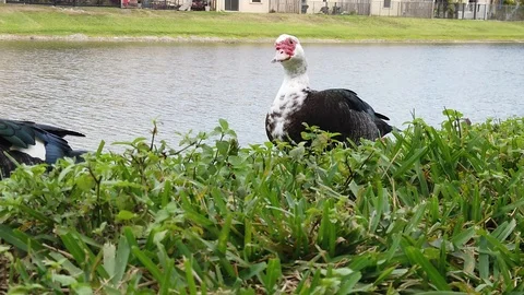 Ducks walking Stock Footage 100380880