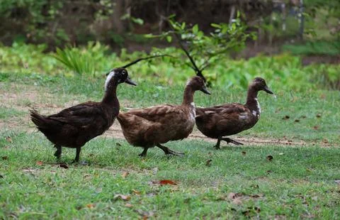 Ducks walking Generated image Foto stock