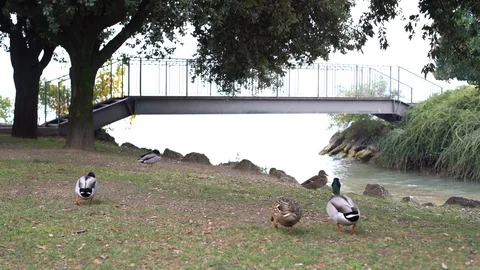 Ducks walking on the grass - 4K ready for color grading 스톡 동영상 99980853