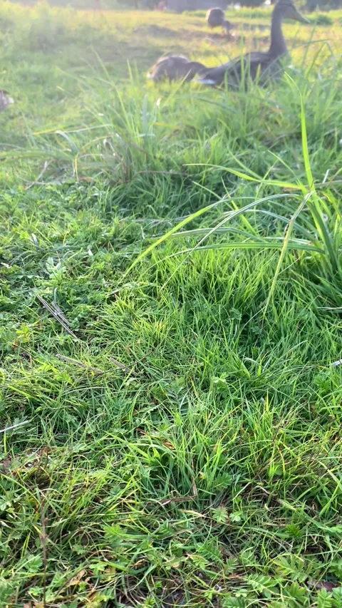 Ducks walking on the grass looking for food. Summer evening. Vertical video Stock Footage 282797491