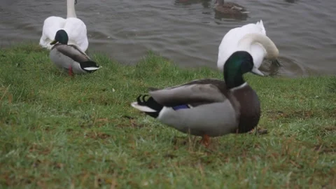 Ducks walking on the grass, mallards and drakes funny ducks 動画素材 144487007
