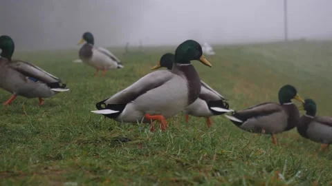Ducks walking on the grass, mallards and drakes funny duck Vídeo Stock 144488257