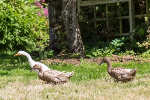 Ducks walking on Grass Stock Photos
