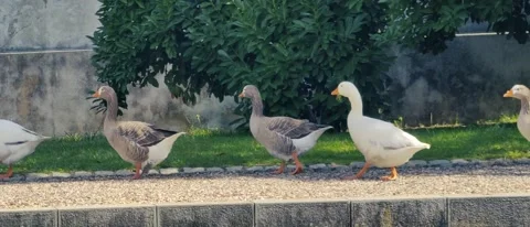 Ducks walking in a group 動画素材 162990099