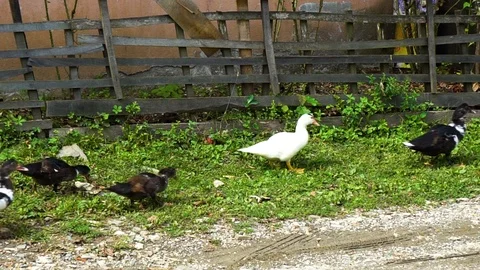 Ducks walking with herd Vidéo 105716310