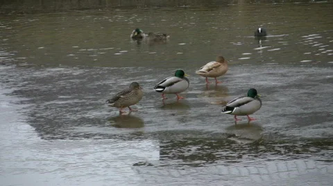 Ducks walking on ice Stock Footage 319635