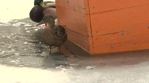 Ducks walking on ice Video stock 53817491
