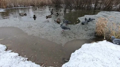 Ducks walking on ice Stock Footage 143591768