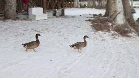 Ducks walking to lake Stock Footage 76006239