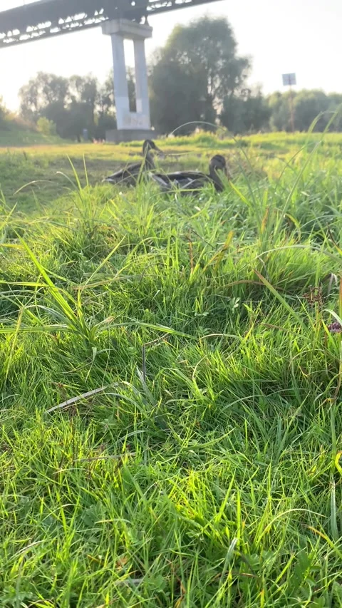 Ducks walking on the lawn in the grass. Summer evening. Vertical video Stock Footage 282797487