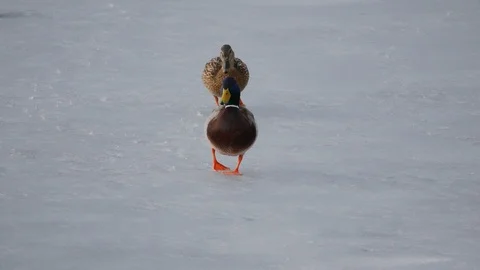 Ducks walking on new thin ice at early winter season Stock Footage 88714215