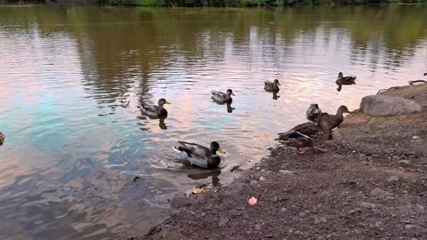 Ducks Walking Out Of The Pond Surrounded By Tall Green Grass Video stock 255174310