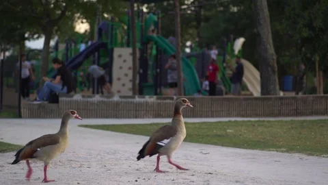 Ducks walking in the park 库存影片 78713693