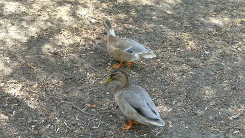 Ducks walking in the park looking for food Video stock 161237383