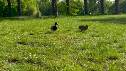 Ducks walking in the park. A pair of ducks plucking grass and hurrying Stock Footage 275196864