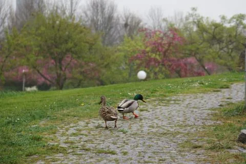 Ducks walking on path in park Stock Photos