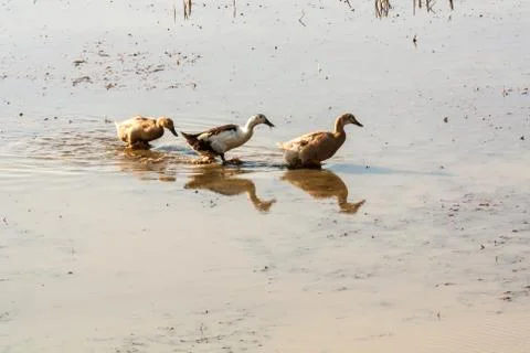 Ducks walking 写真素材