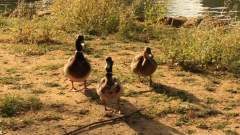 Ducks walking Foto stock