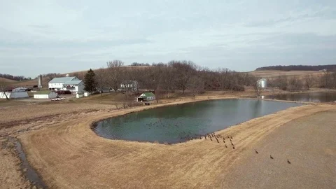 Ducks walking to pond Stock Footage 72819450