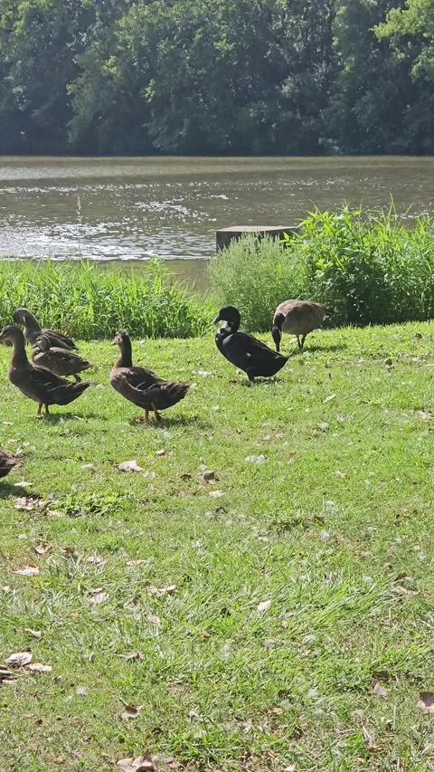 Ducks Walking by the Pond Stock Footage 327687573