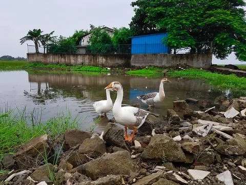 Ducks walking by the pond Stock Photos