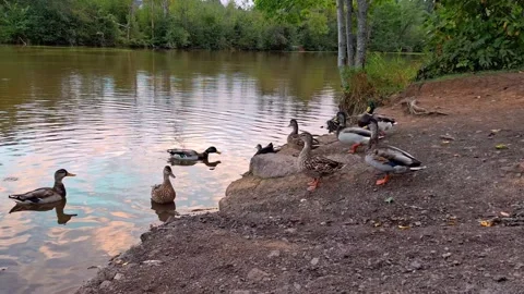 Ducks Walking Into A Pond Surrounded By Tall Grass and Green Trees Video stock 255174309
