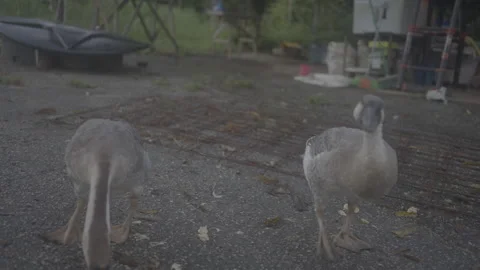 Ducks walking on the road 2. Stock Footage 155263967