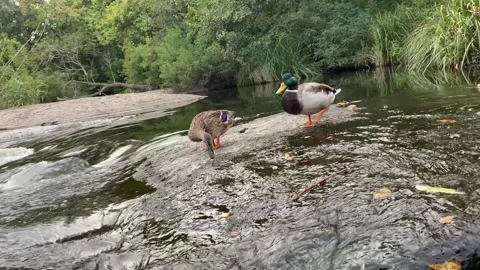 Ducks walking on rocks by a flowing river Stock Footage 317112581
