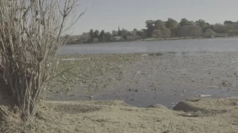 Ducks walking in a row from behind a tree in slow motion Stock Footage 65827359