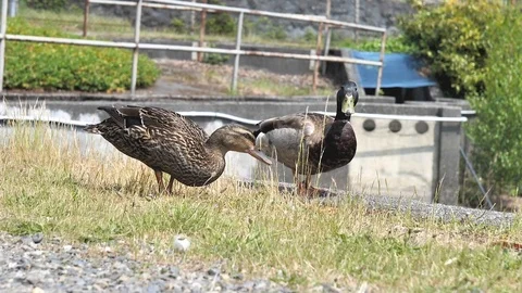Ducks Walking (slow motion) Stock Footage 110718001