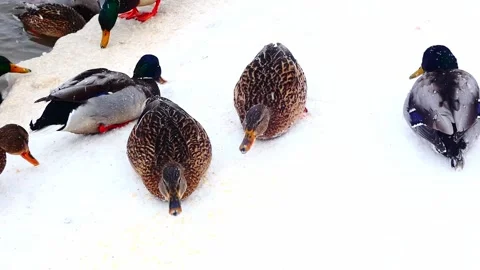 Ducks walking on snow and foraging on the ground during winter at a local park i Stock Footage 328138879