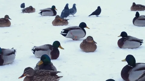 Ducks walking in the snow Stock Footage 71494482