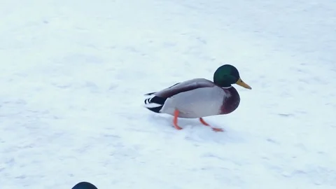Ducks walking in the snow Video stock 71494615