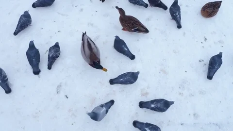Ducks walking in the snow Stock Footage 71494684