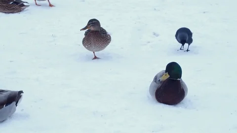 Ducks walking in the snow Stock Footage 71495122