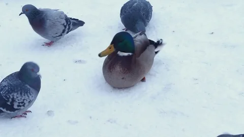 Ducks walking in the snow Stock Footage 71495443