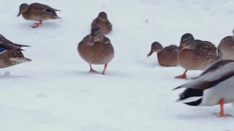 Ducks walking in the snow Stock Footage 71495852
